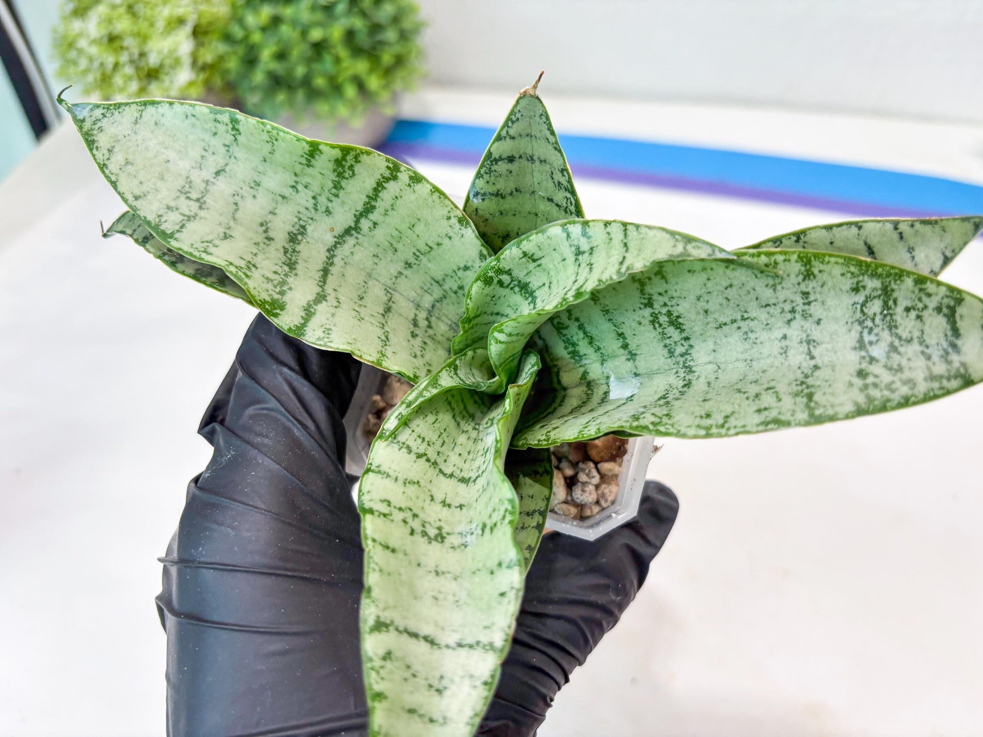 Sansevieria Jelita (#Ba99) | Rare Hybrid Species