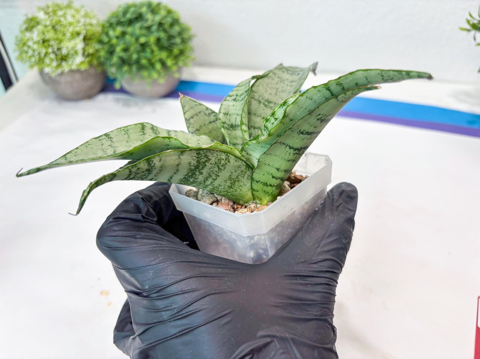 Sansevieria Jelita (#Ba99) | Rare Hybrid Species
