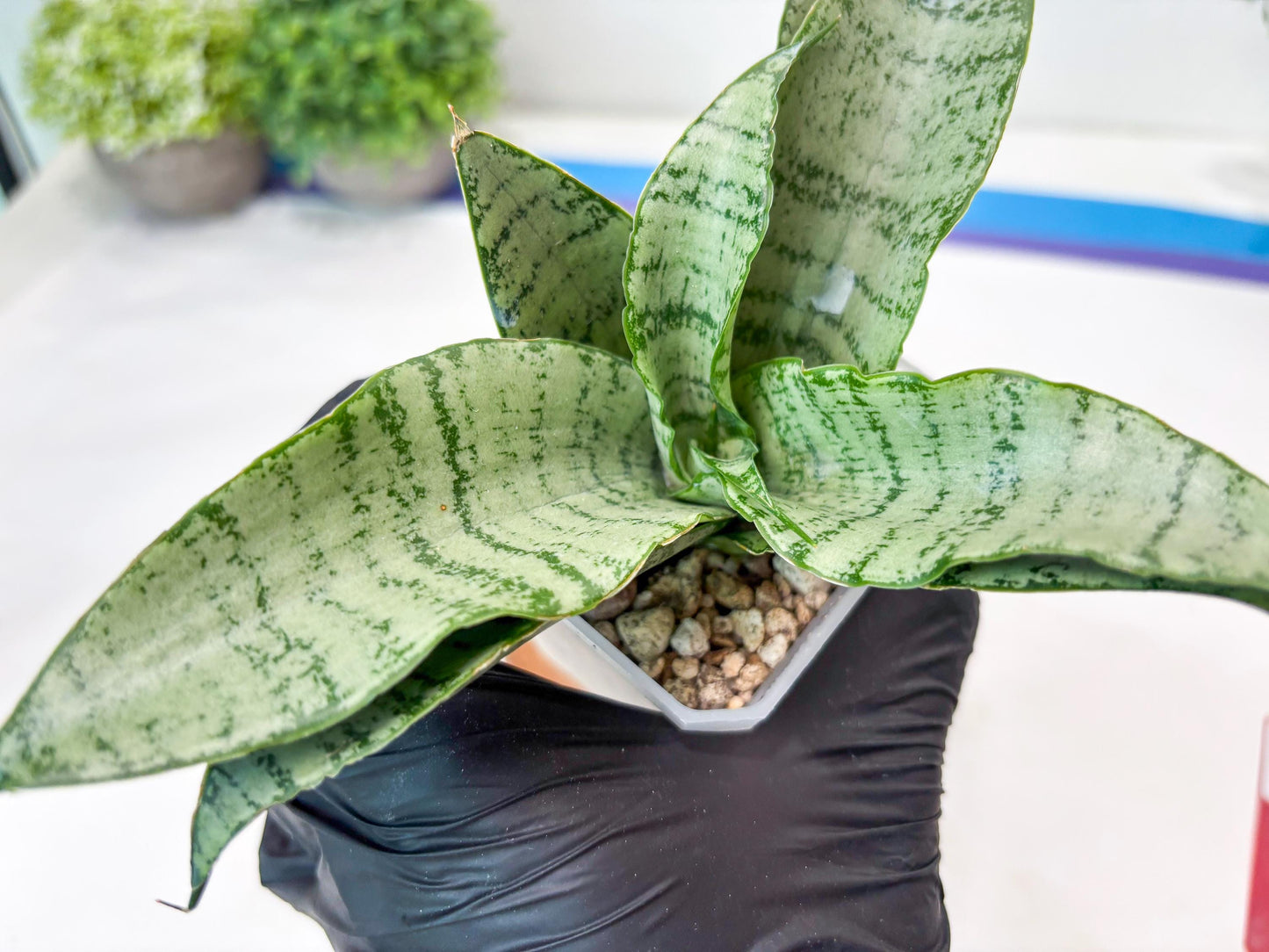 Sansevieria Jelita (#Ba99) | Rare Hybrid Species