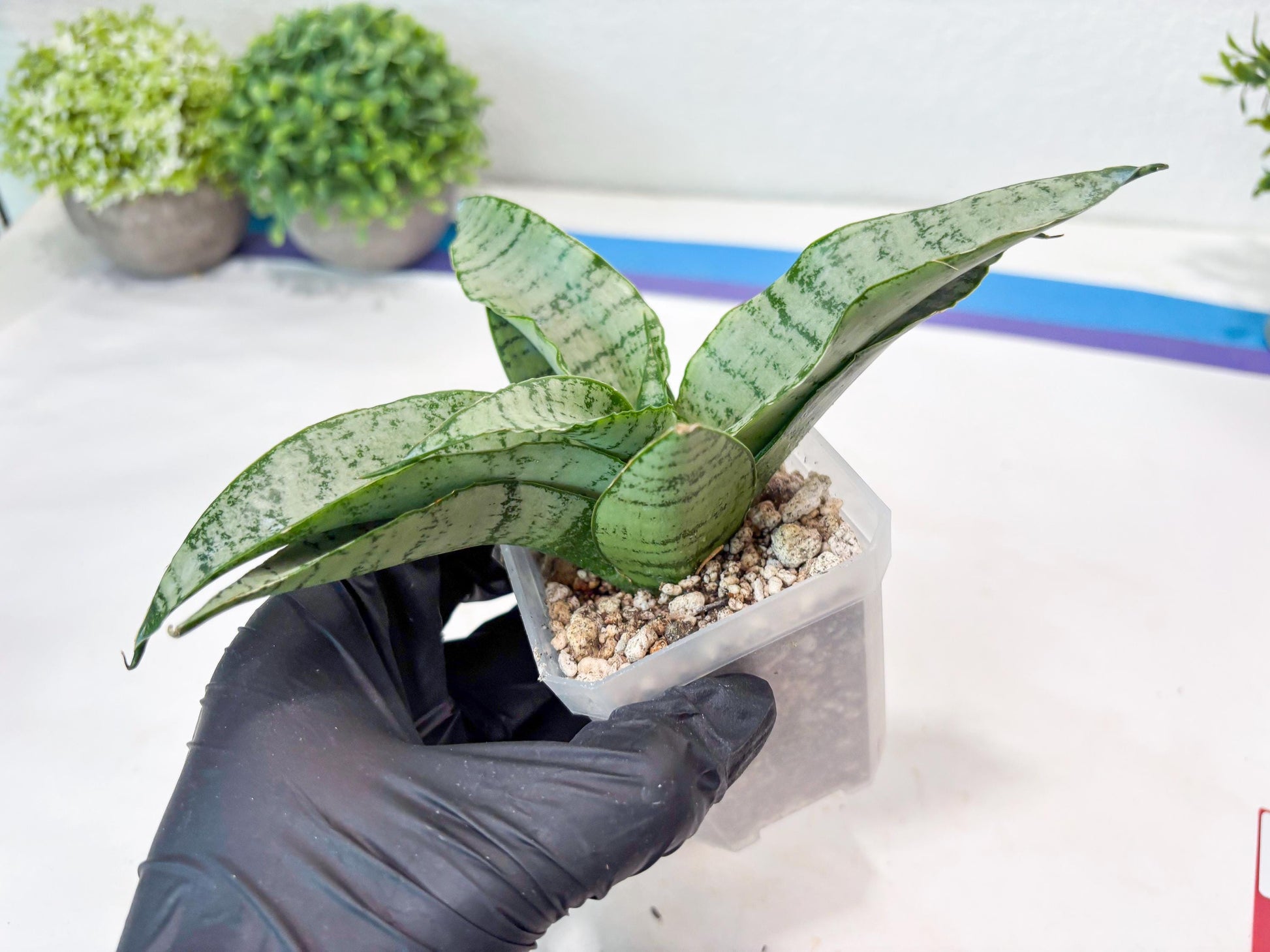 Sansevieria Jelita (#Ba99) | Rare Hybrid Species