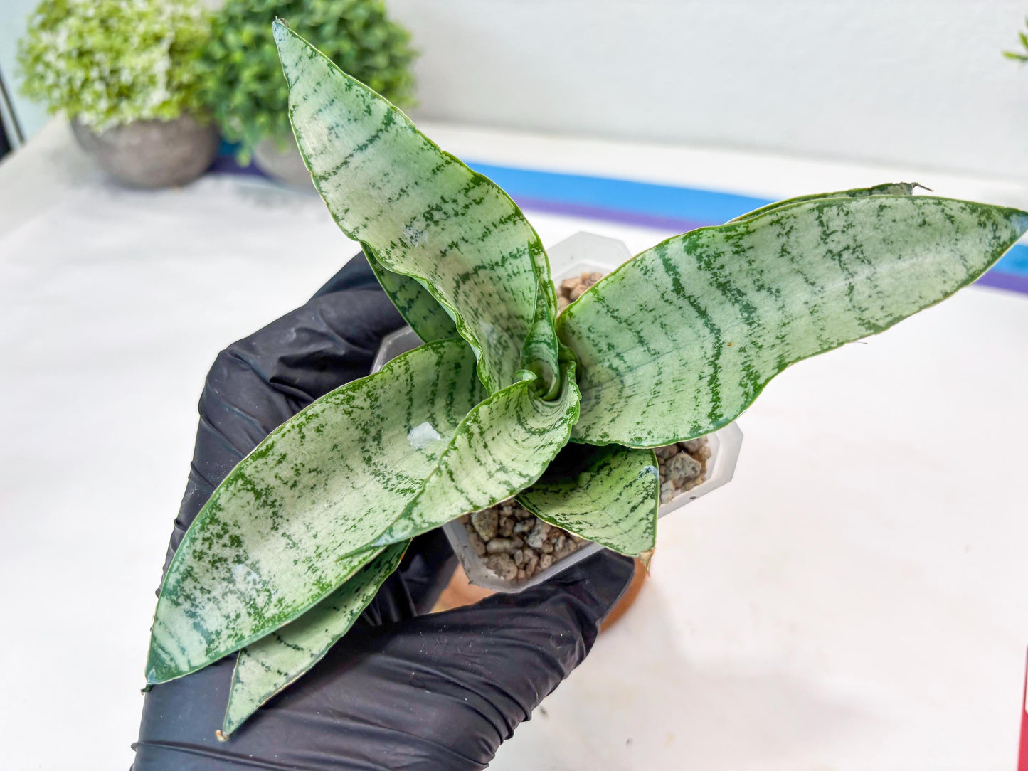 Sansevieria Jelita (#Ba99) | Rare Hybrid Species