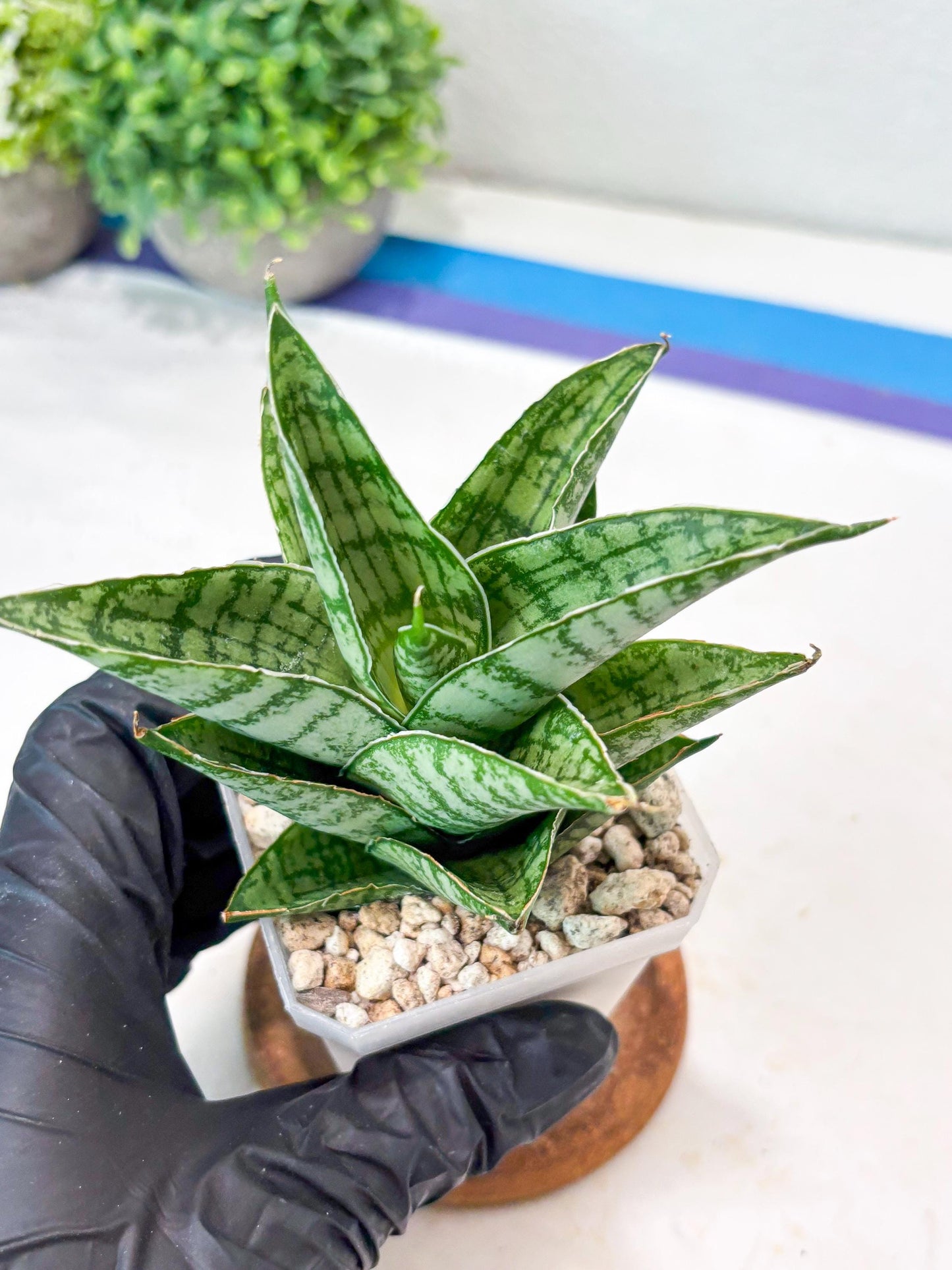 Sansevieria Jarvis (#Ba100) | Rare Hybrid Species