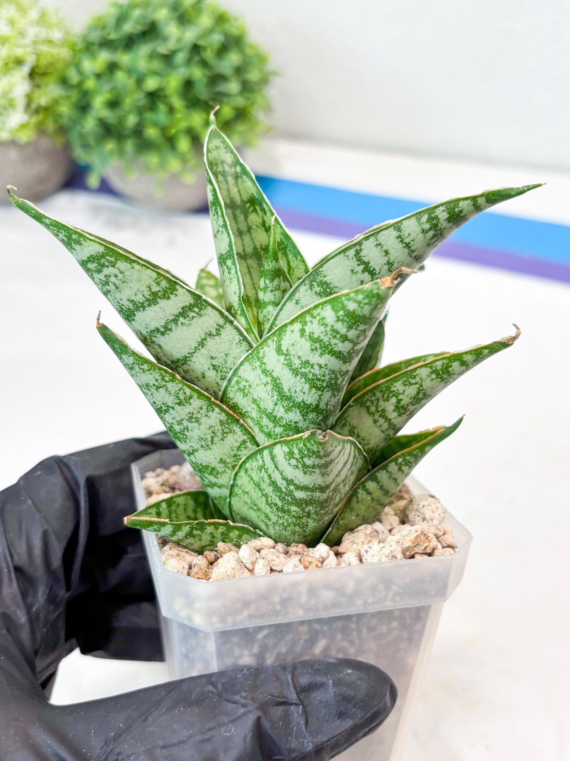 Sansevieria Jarvis (#Ba100) | Rare Hybrid Species