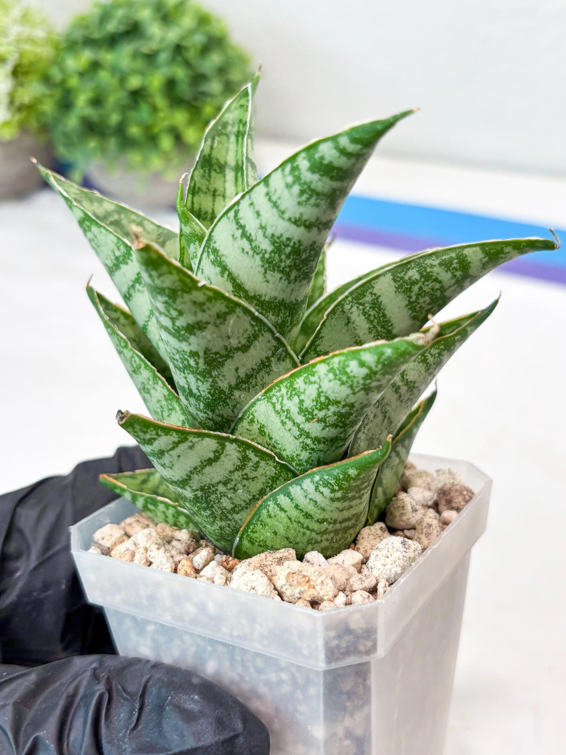 Sansevieria Jarvis (#Ba100) | Rare Hybrid Species