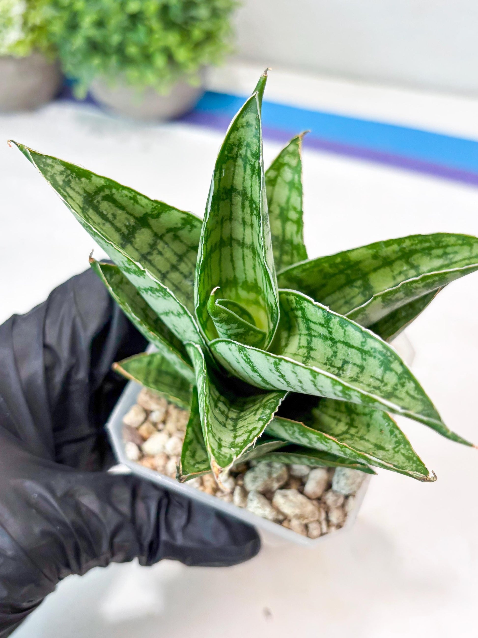 Sansevieria Jarvis (#Ba100) | Rare Hybrid Species