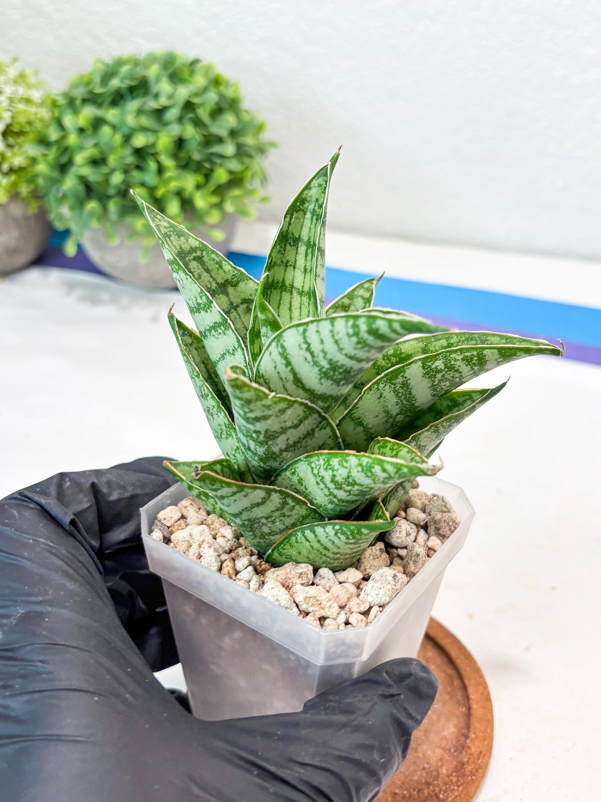Sansevieria Jarvis (#Ba100) | Rare Hybrid Species