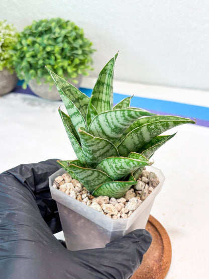 Sansevieria Jarvis (#Ba100) | Rare Hybrid Species
