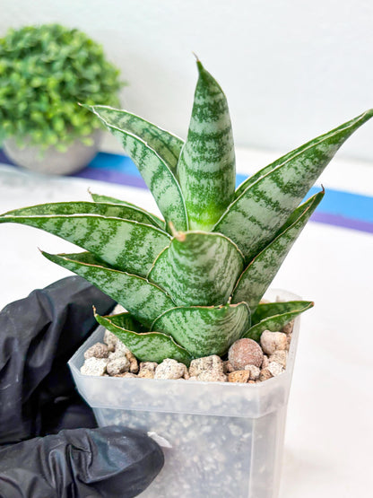 Sansevieria Jarvis (#Ba100) | Rare Hybrid Species