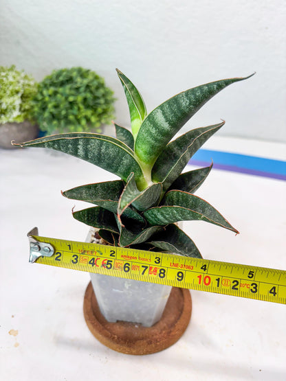 Sansevieria Black Hawk x Ariela (#Ba104) | Rare Snake Plant
