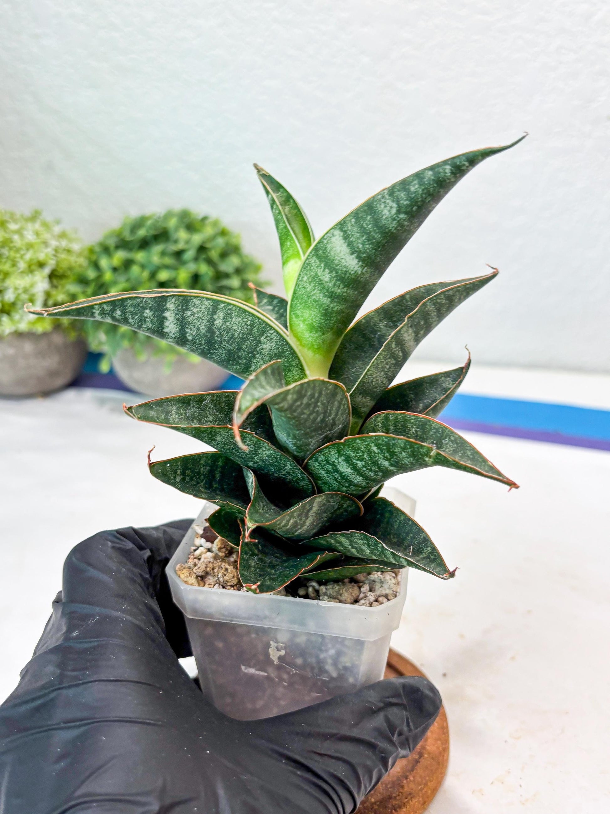 Sansevieria Black Hawk x Ariela (#Ba104) | Rare Snake Plant