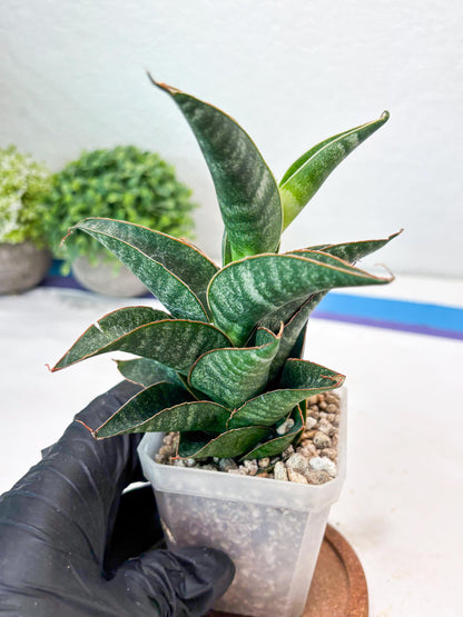 Sansevieria Black Hawk x Ariela (#Ba104) | Rare Snake Plant