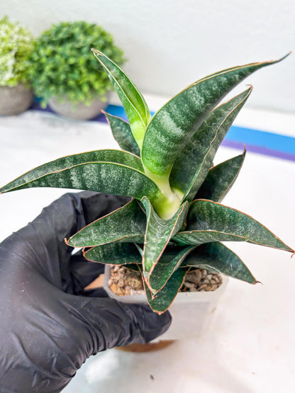 Sansevieria Black Hawk x Ariela (#Ba104) | Rare Snake Plant
