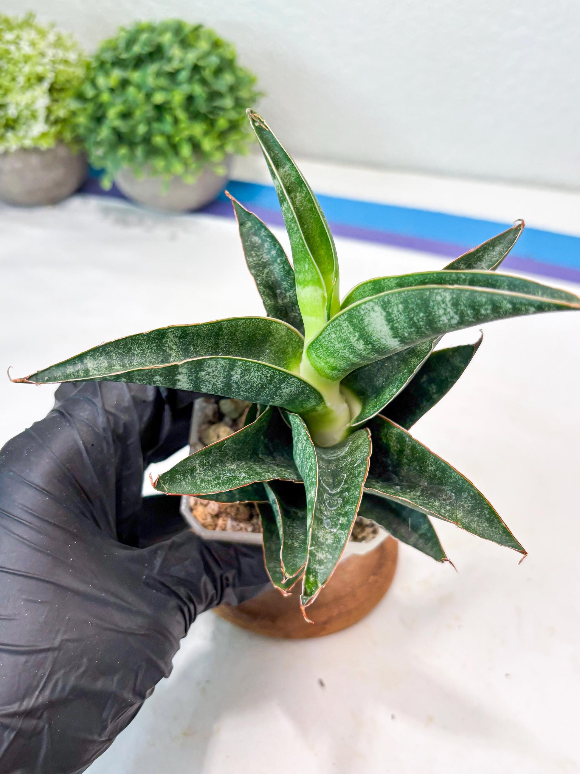 Sansevieria Black Hawk x Ariela (#Ba104) | Rare Snake Plant