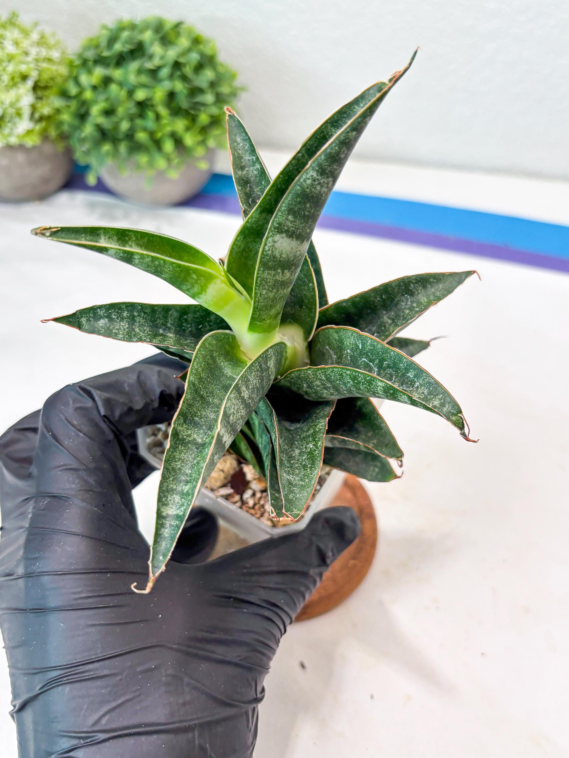 Sansevieria Black Hawk x Ariela (#Ba104) | Rare Snake Plant