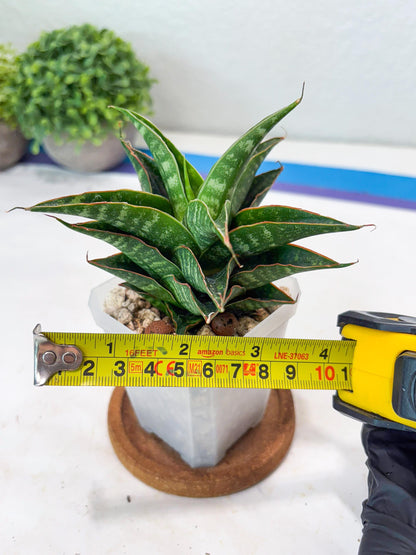 Sansevieria Shinta x Black Mlandi (#Ba105) | Imported Hybrid Snake plant