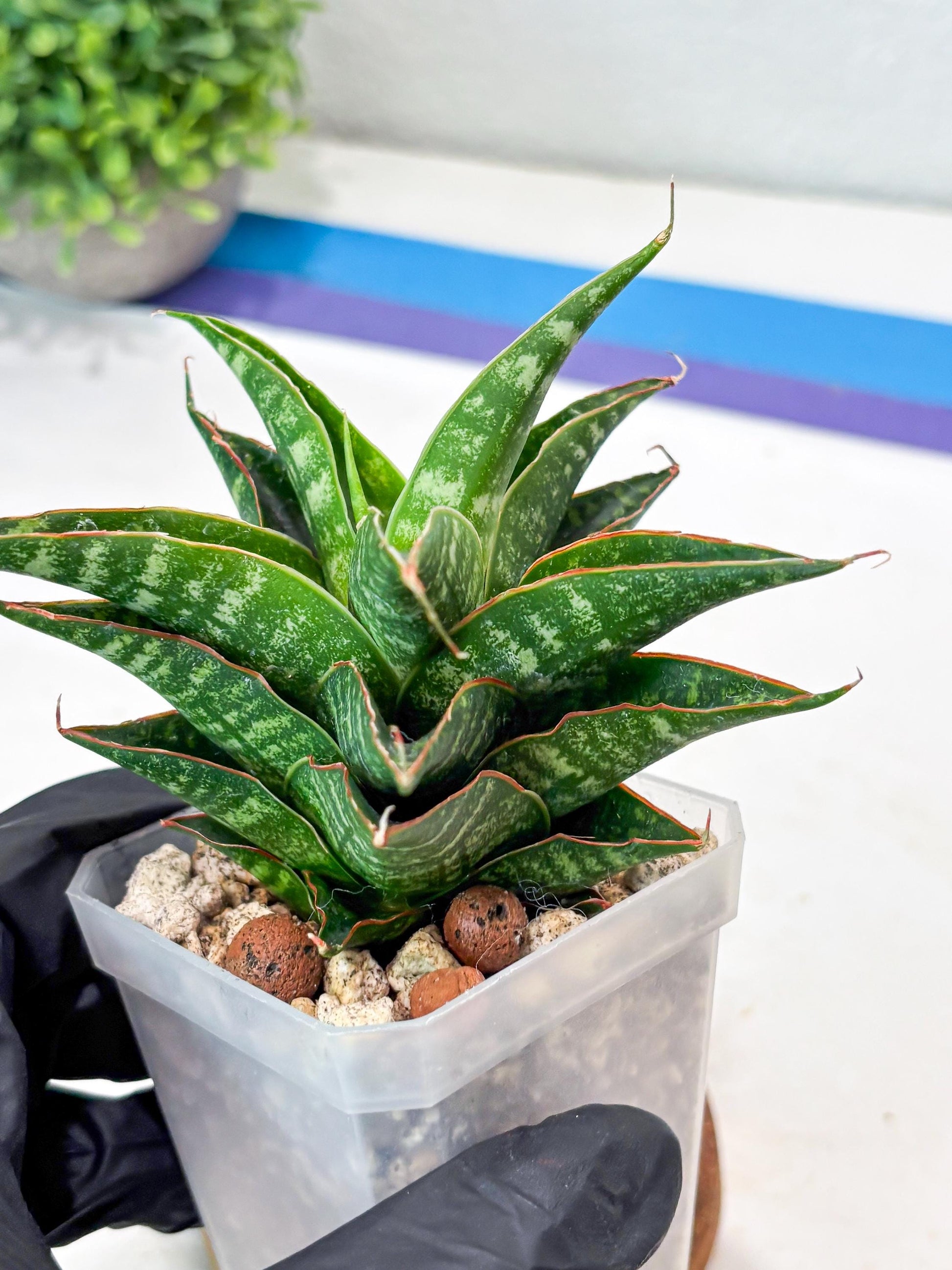 Sansevieria Shinta x Black Mlandi (#Ba105) | Imported Hybrid Snake plant