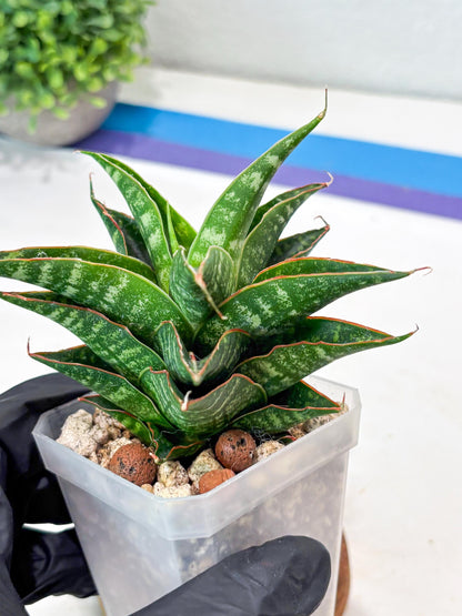 Sansevieria Shinta x Black Mlandi (#Ba105) | Imported Hybrid Snake plant