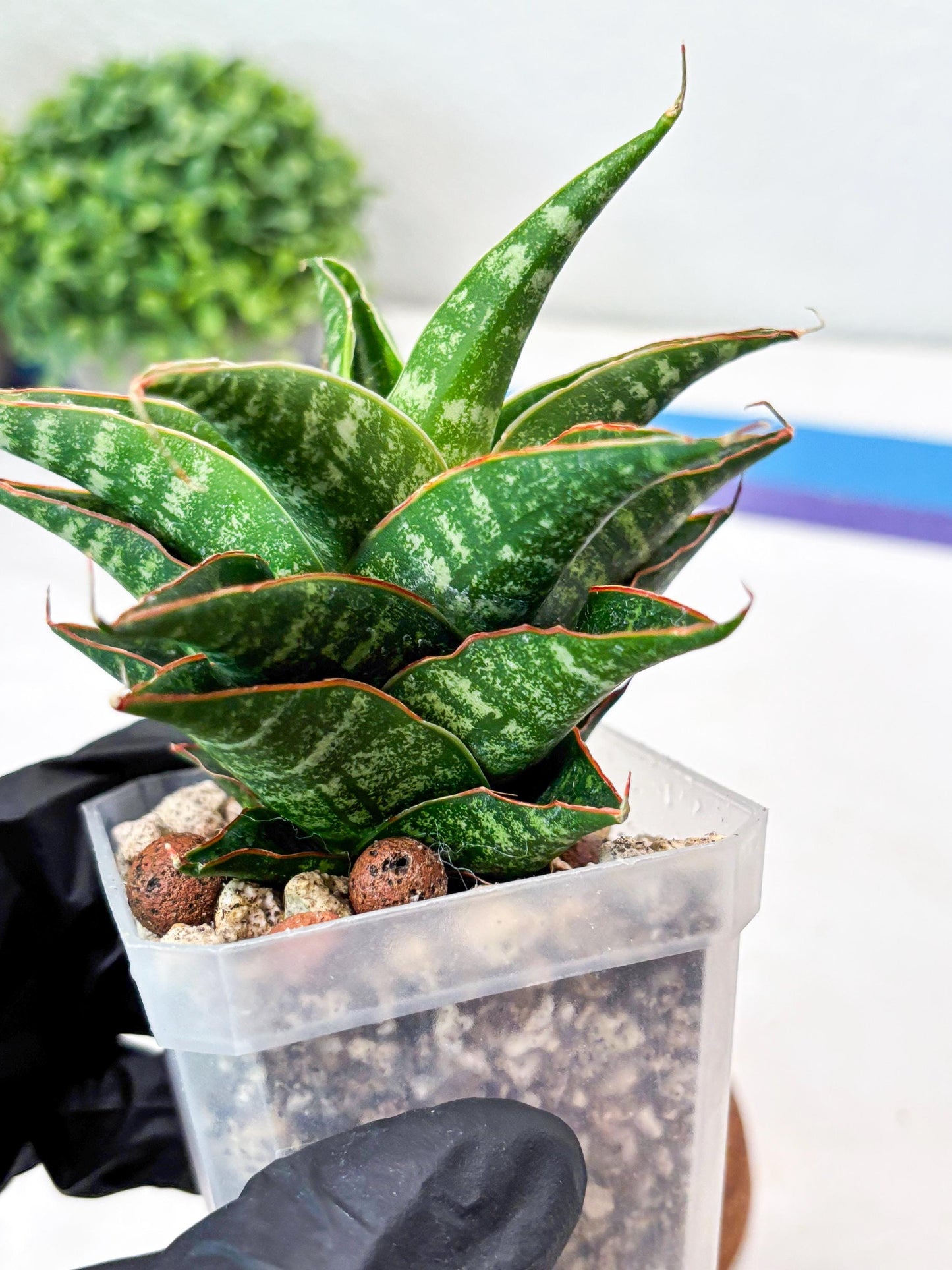 Sansevieria Shinta x Black Mlandi (#Ba105) | Imported Hybrid Snake plant
