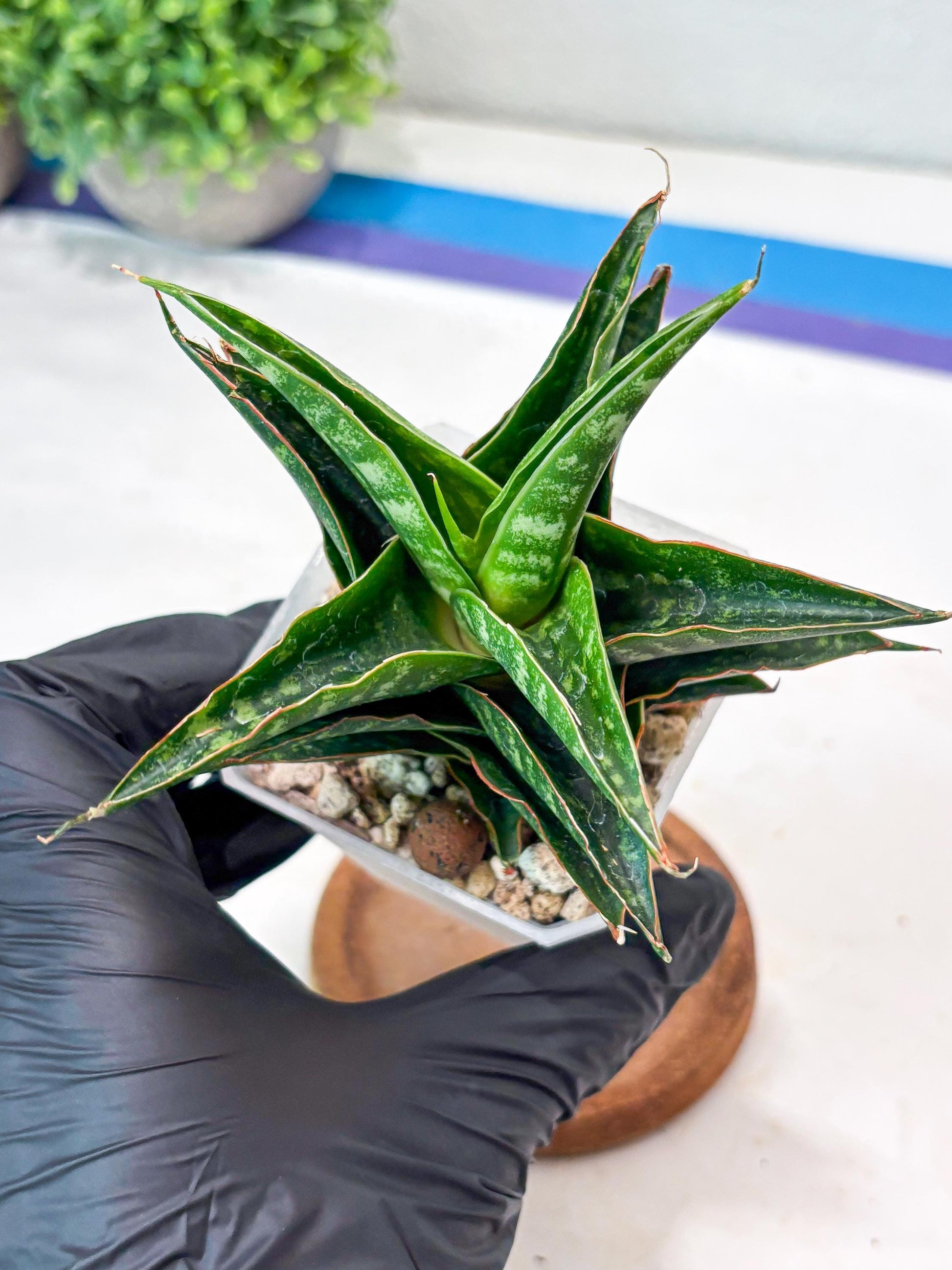 Sansevieria Shinta x Black Mlandi (#Ba105) | Imported Hybrid Snake plant