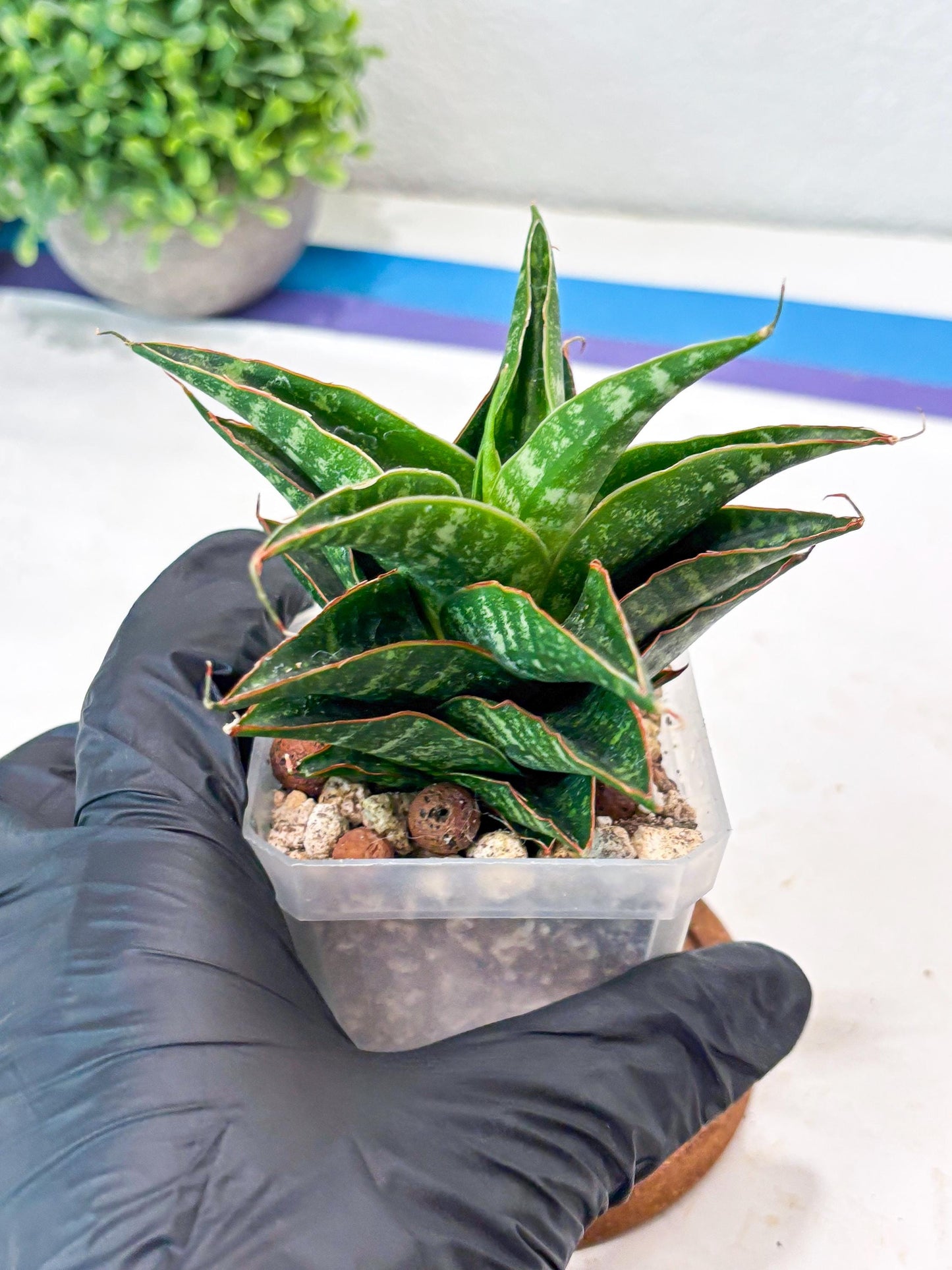 Sansevieria Shinta x Black Mlandi (#Ba105) | Imported Hybrid Snake plant