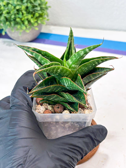 Sansevieria Shinta x Black Mlandi (#Ba105) | Imported Hybrid Snake plant