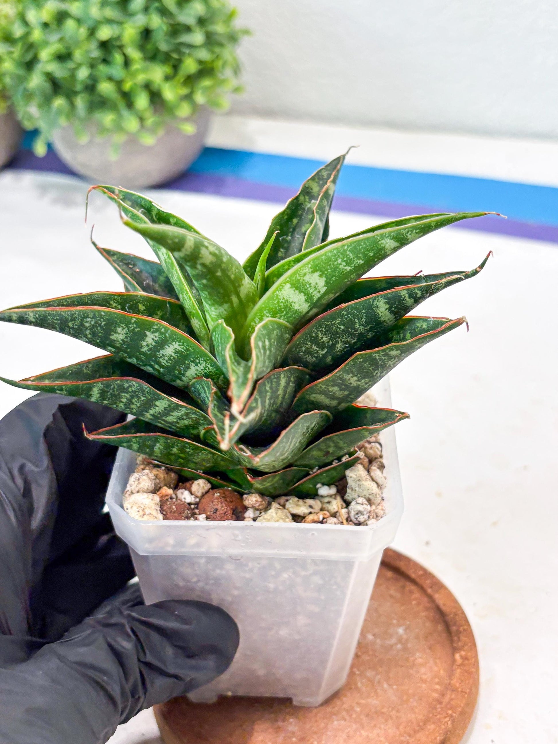 Sansevieria Shinta x Black Mlandi (#Ba105) | Imported Hybrid Snake plant