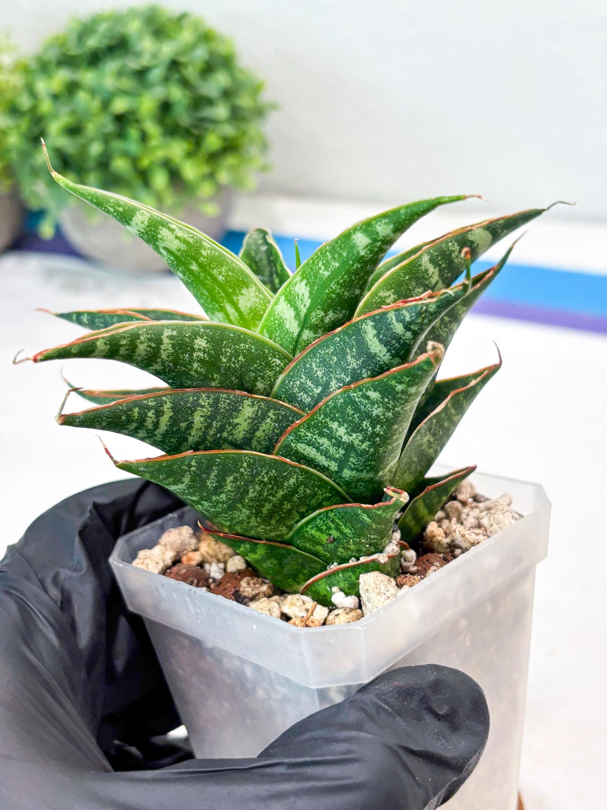 Sansevieria Shinta x Black Mlandi (#Ba105) | Imported Hybrid Snake plant