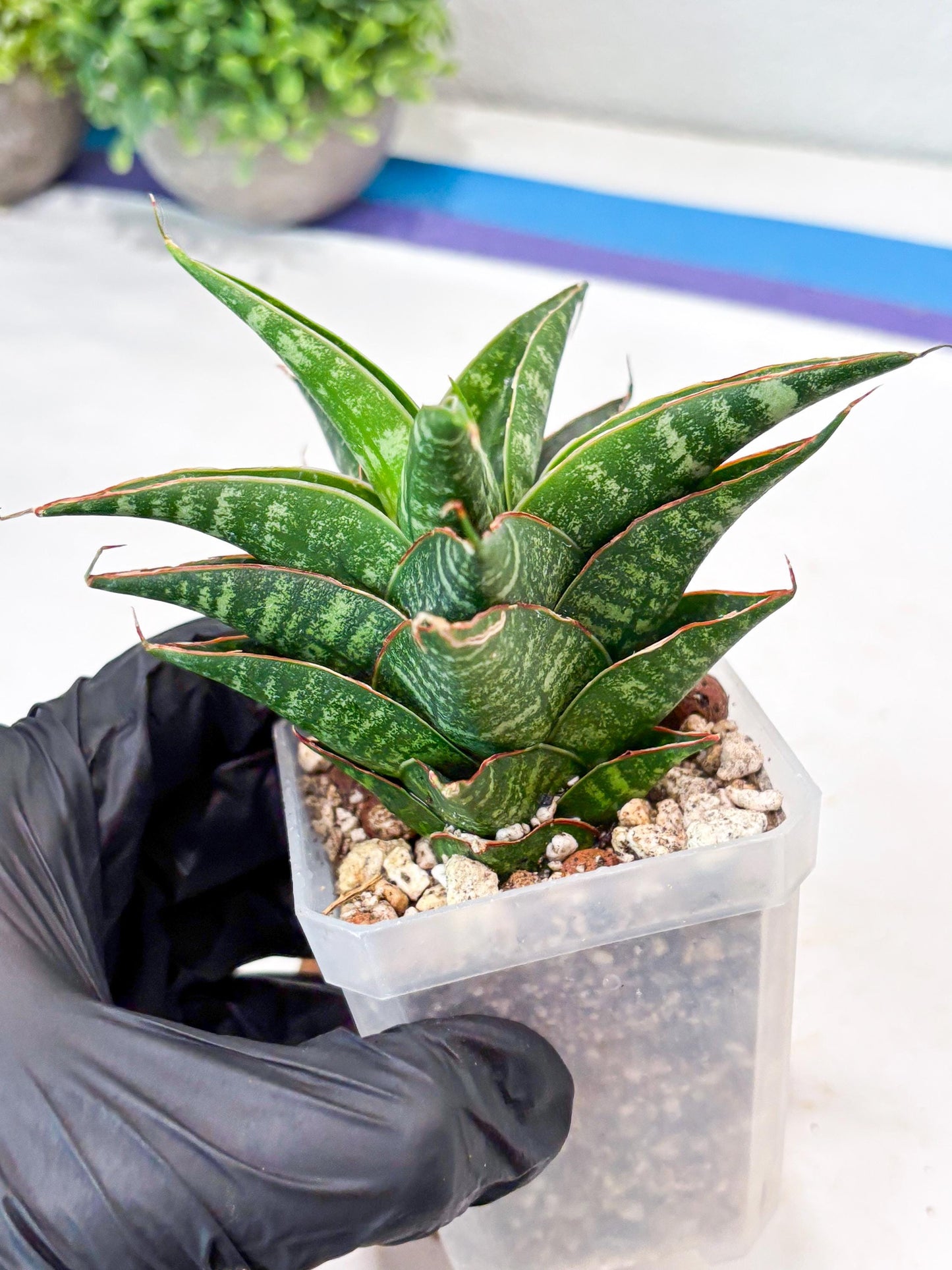 Sansevieria Shinta x Black Mlandi (#Ba105) | Imported Hybrid Snake plant