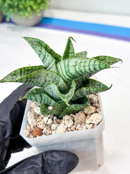 Sansevieria Sindoro x Josepin (#Ba106) | Imported Hybrid Snake plant