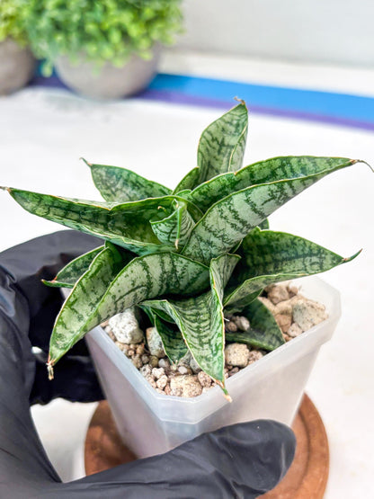 Sansevieria Sindoro x Josepin (#Ba106) | Imported Hybrid Snake plant
