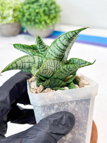 Sansevieria Sindoro x Josepin (#Ba106) | Imported Hybrid Snake plant