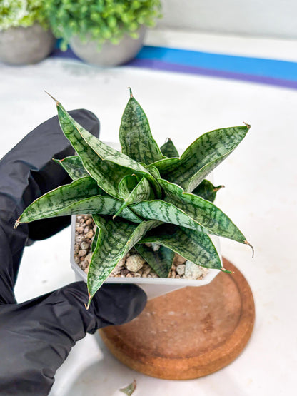 Sansevieria Sindoro x Josepin (#Ba106) | Imported Hybrid Snake plant