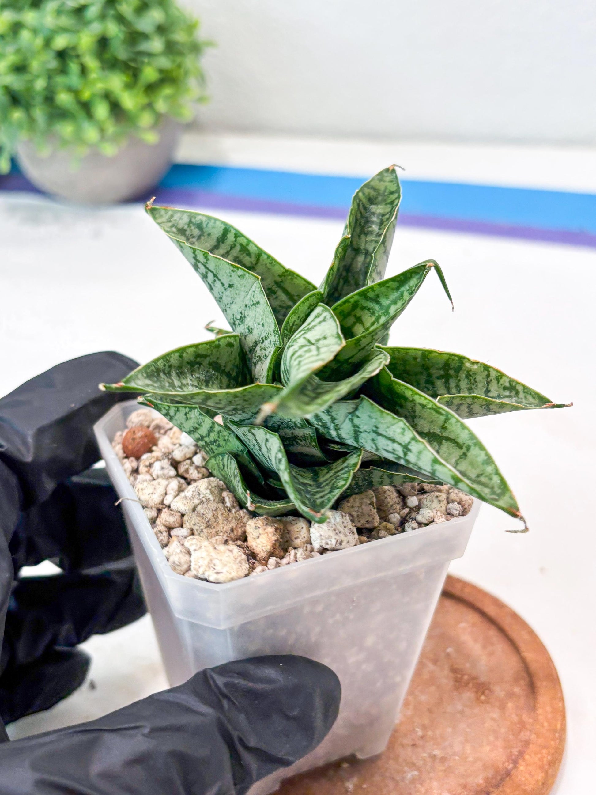 Sansevieria Sindoro x Josepin (#Ba106) | Imported Hybrid Snake plant