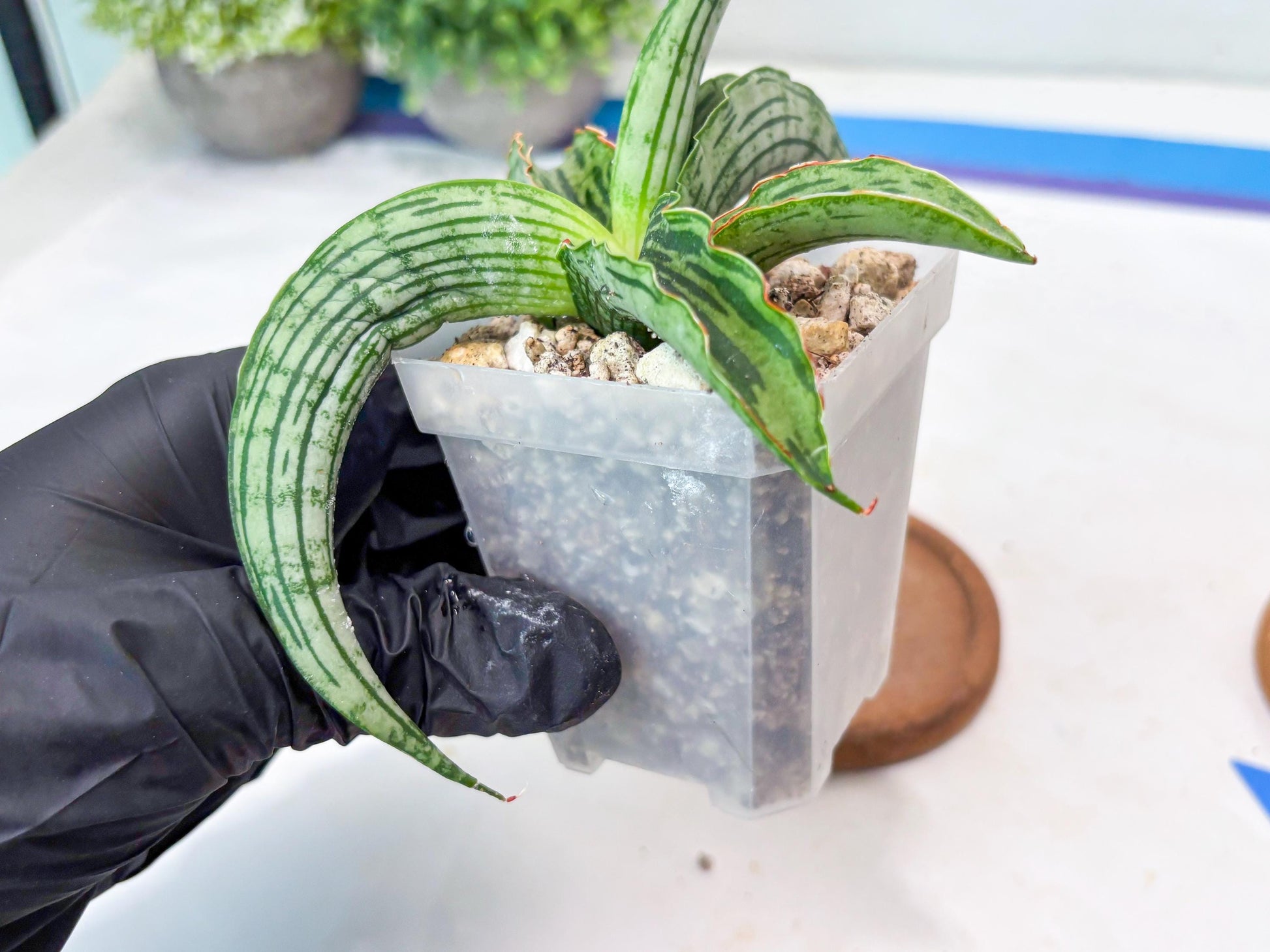 Sansevieria Water Melon (Blue) | Imported Hybrid Species