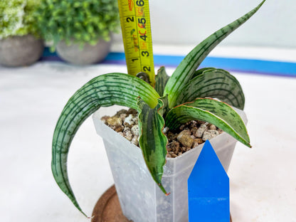Sansevieria Water Melon (Blue) | Imported Hybrid Species