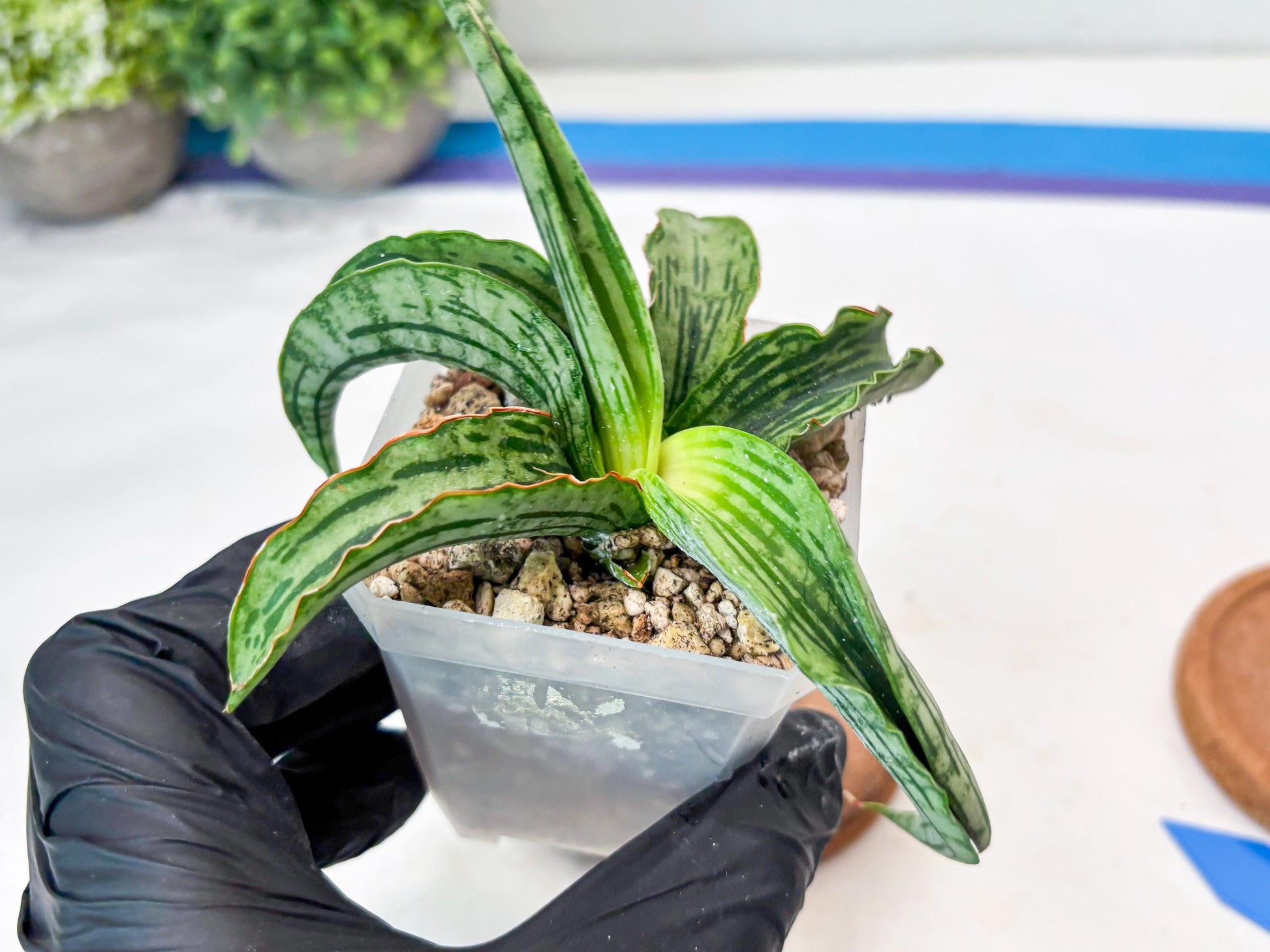 Sansevieria Water Melon (Blue) | Imported Hybrid Species