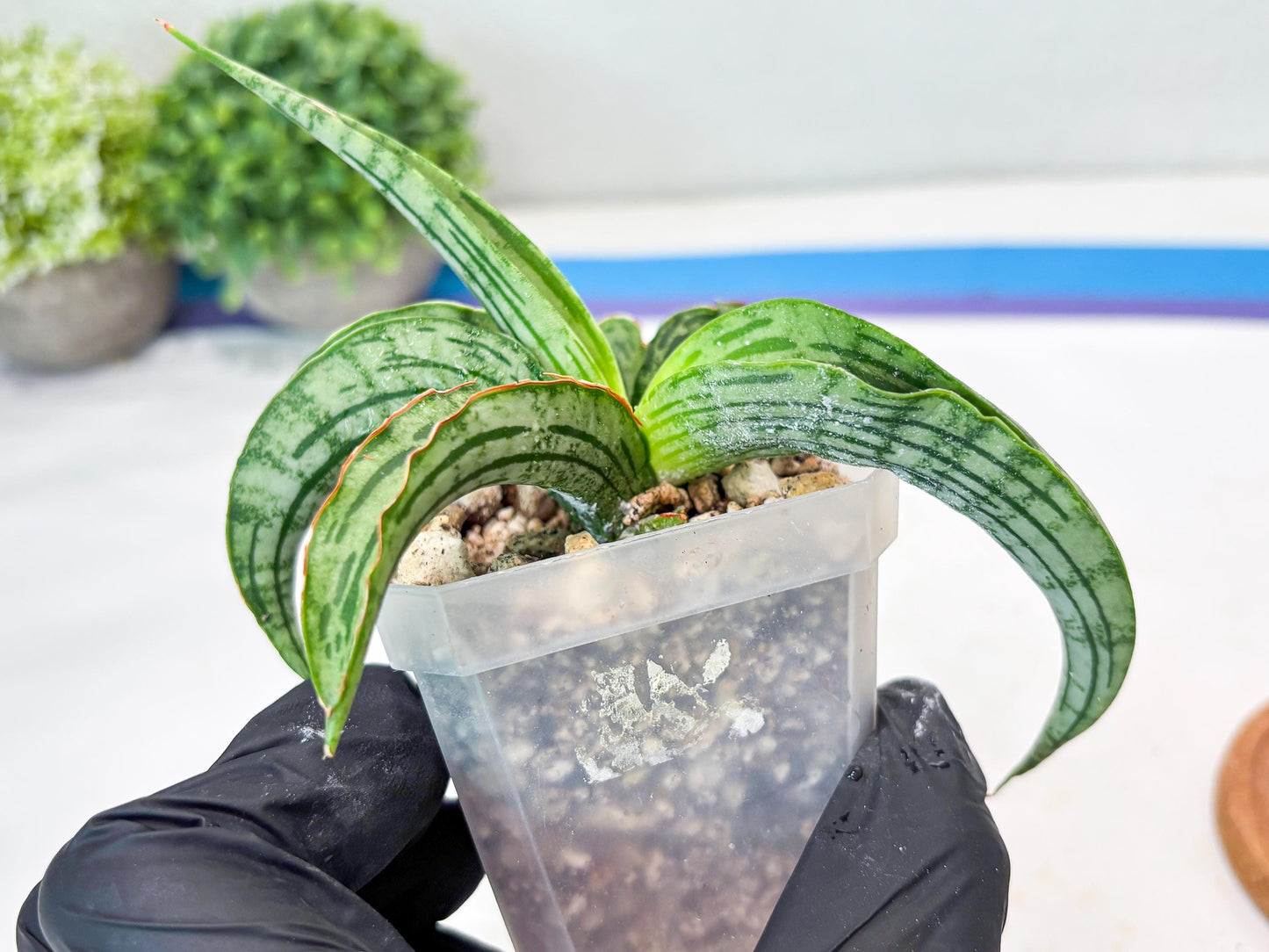 Sansevieria Water Melon (Blue) | Imported Hybrid Species