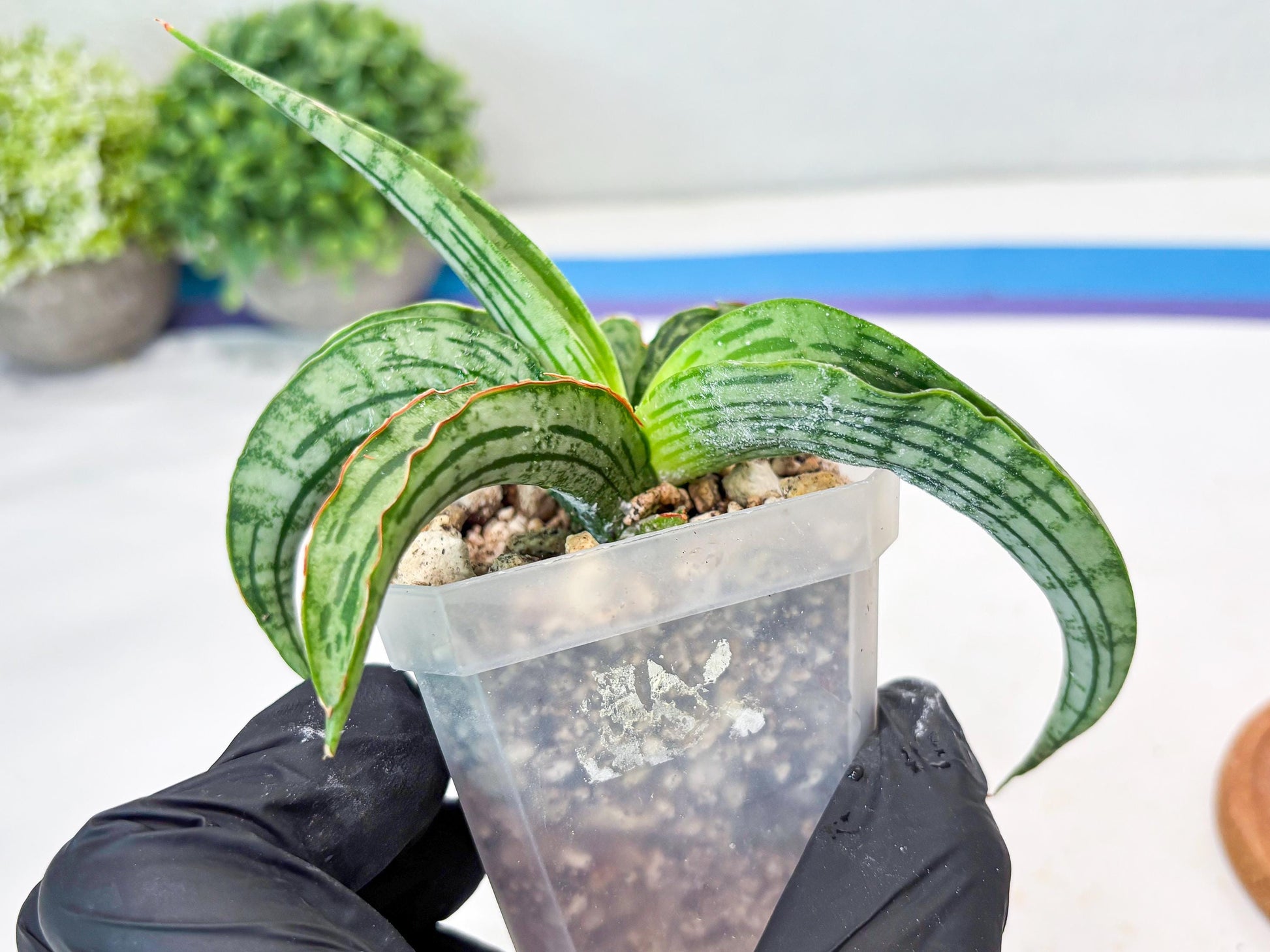 Sansevieria Water Melon (Blue) | Imported Hybrid Species