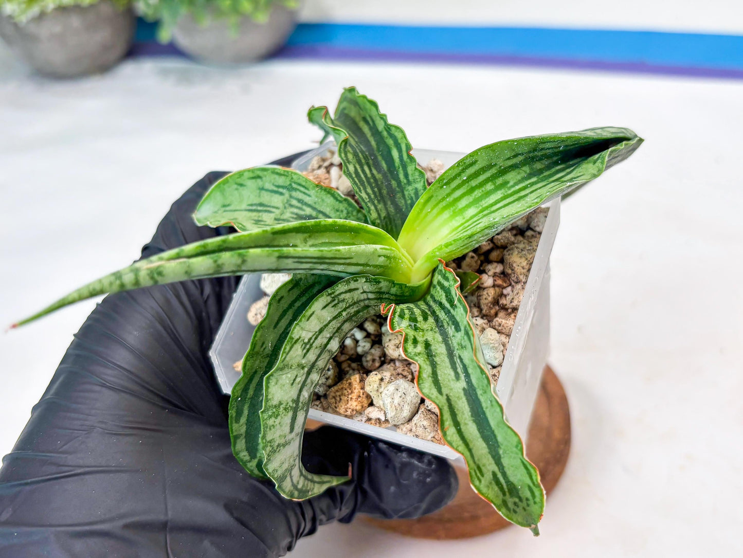 Sansevieria Water Melon (Blue) | Imported Hybrid Species