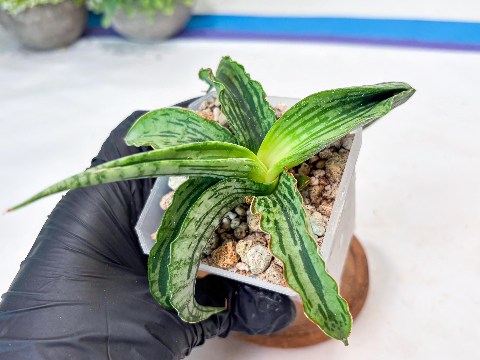 Sansevieria Water Melon (Blue) | Imported Hybrid Species