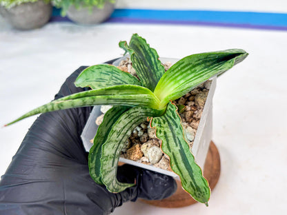 Sansevieria Water Melon (Blue) | Imported Hybrid Species