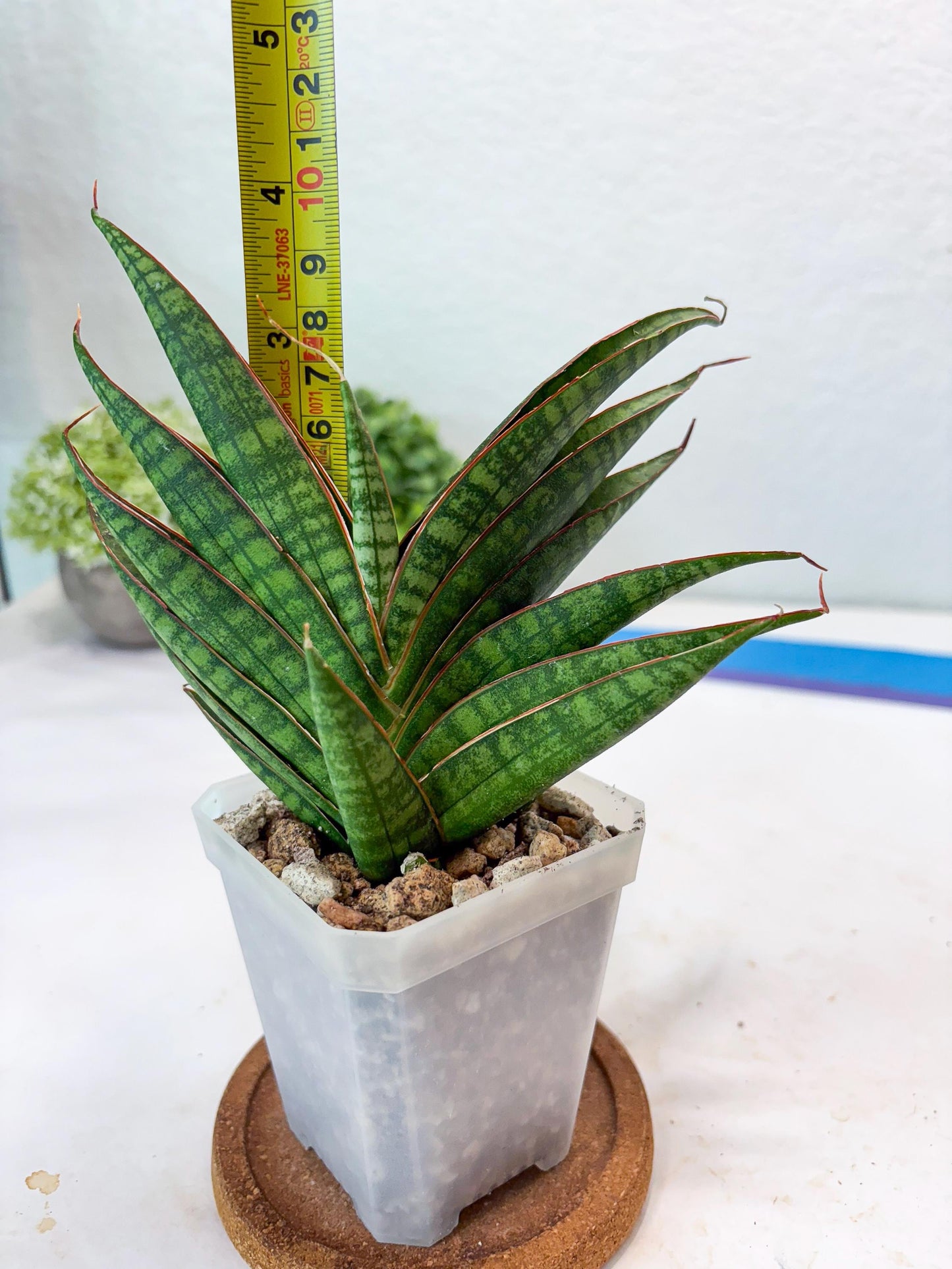 Sansevieria Ballyi x Koko (#Ba5) | Imported Plants | Rare Hybrid Species