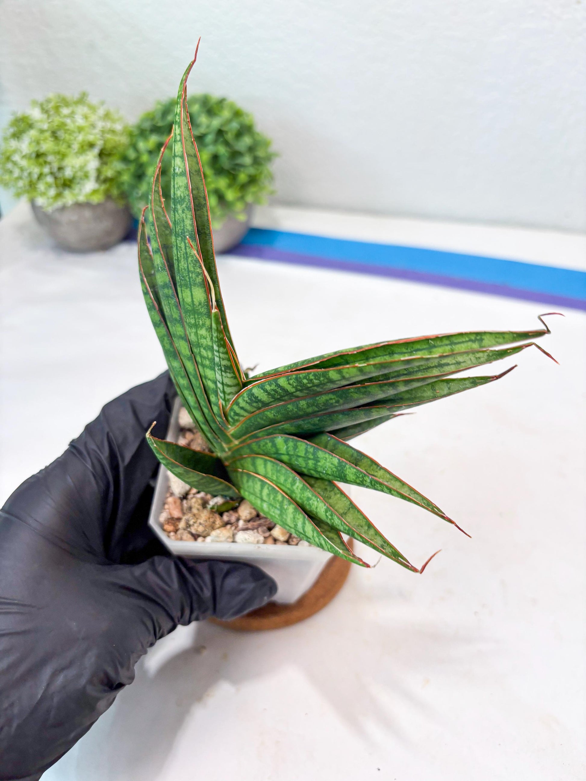Sansevieria Ballyi x Koko (#Ba5) | Imported Plants | Rare Hybrid Species