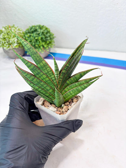 Sansevieria Ballyi x Koko (#Ba5) | Imported Plants | Rare Hybrid Species