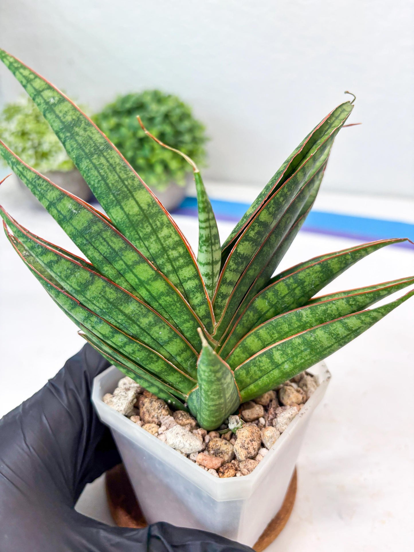 Sansevieria Ballyi x Koko (#Ba5) | Imported Plants | Rare Hybrid Species