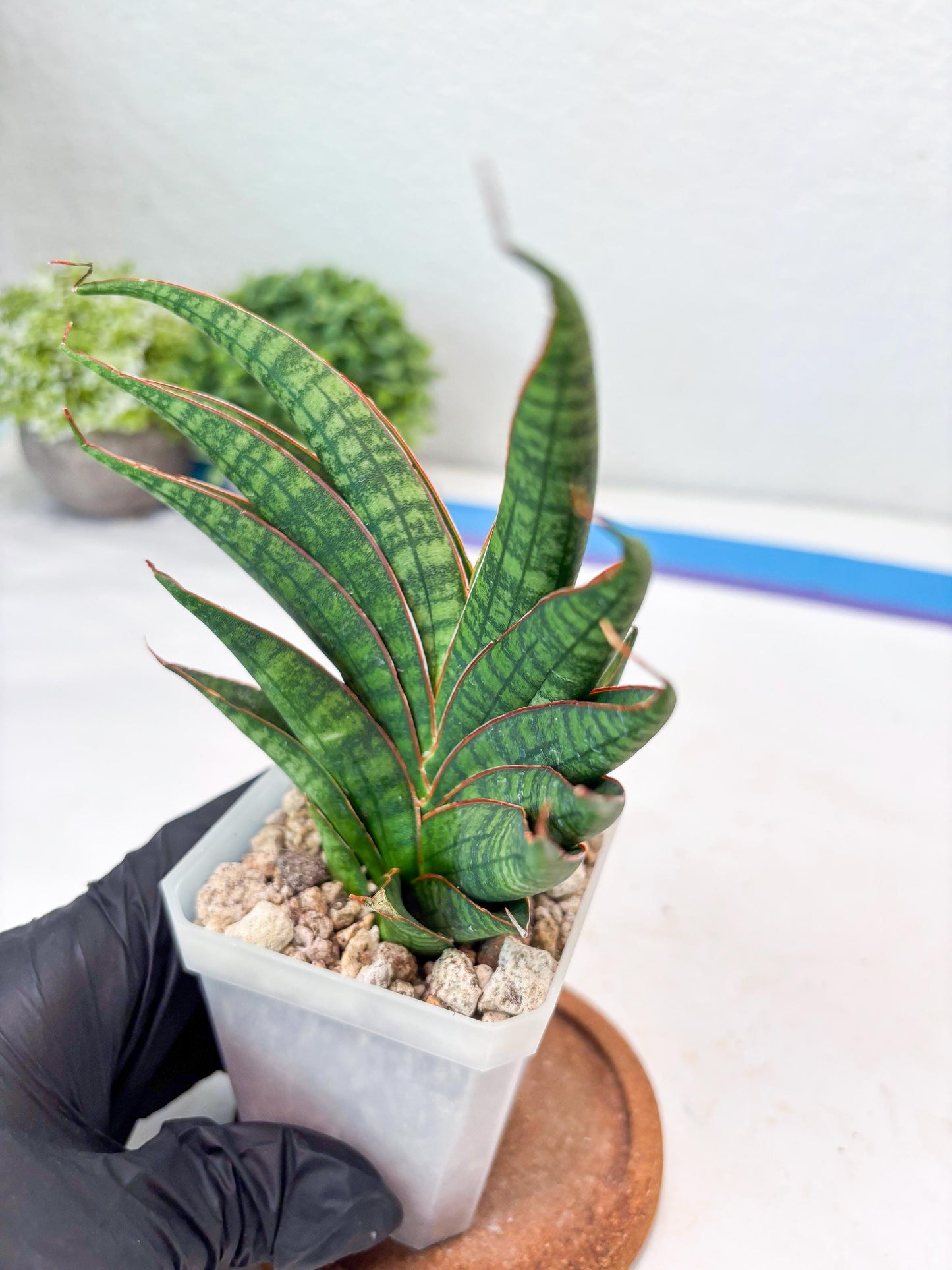 Sansevieria Ballyi x Koko (#Ba5) | Imported Plants | Rare Hybrid Species