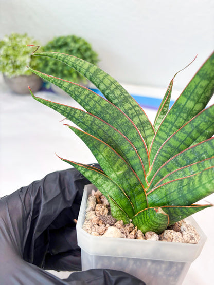 Sansevieria Ballyi x Koko (#Ba5) | Imported Plants | Rare Hybrid Species