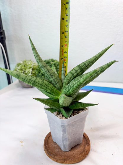 Sansevieria Bona (#Ba7) | Imported Plants | Rare Hybrid Species