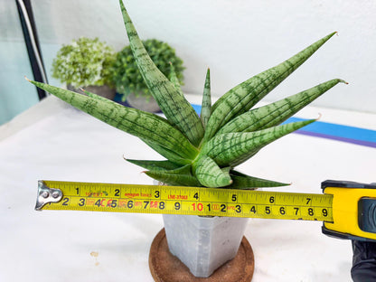 Sansevieria Bona (#Ba7) | Imported Plants | Rare Hybrid Species
