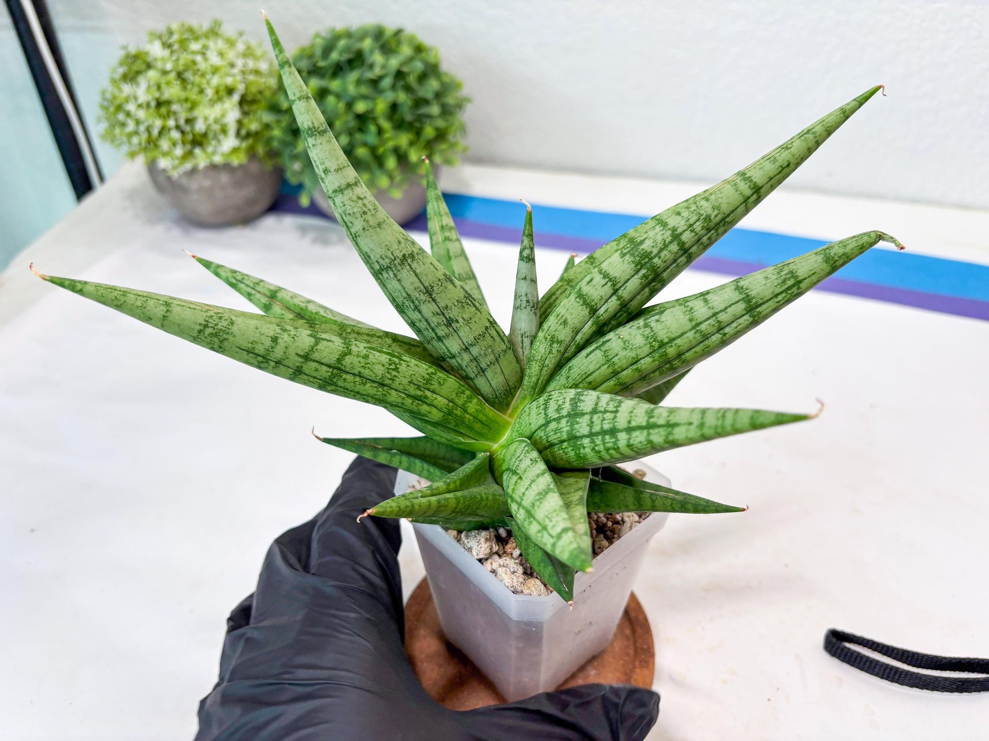 Sansevieria Bona (#Ba7) | Imported Plants | Rare Hybrid Species